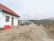 Ferma moderna de porci de vanzare in Curtuiusu Dejului 