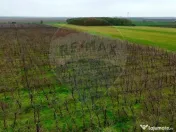 Ferma agro-industrială – 43 ha Adunații Copaceni 