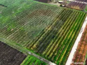 Ferma agro-industrială – 43 ha Adunații Copaceni 