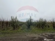 Ferma agro-industrială – 43 ha Adunații Copaceni 