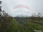 Ferma agro-industrială – 43 ha Adunații Copaceni 