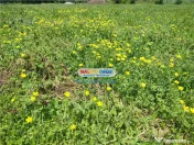 Teren intravilan Targoviste 