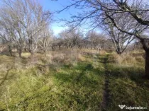 Teren extravilan, 20 ari, livada pomi fructiferi, zona Subce