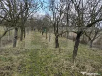Teren intravilan - livada si vie- 20 ari - Viile SATU MARE