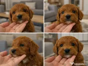 Pui rasa Goldendoodle cu garanție medicală 