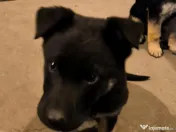 Pui Ciobănesc German 