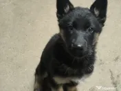 Pui Ciobănesc German 