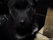 Pui Ciobănesc German 