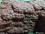 Cartofi rosii Laura samanta/consum 