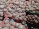 Cartofi rosii Laura samanta/consum