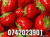 Răsad (stoloni) căpșuni, soi care rodește din iunie  pană îngheață 