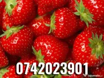 Răsad (stoloni) căpșuni, soi care rodește din iunie pană îngheață