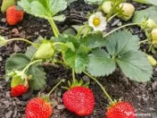 Răsad (stoloni) căpșuni, soi care rodește din iunie  pană îngheață 