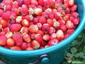 Răsad (stoloni) căpșuni, soi care rodește din iunie  pană îngheață 