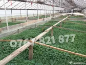 Rasaduri de rosii pentru solar si camp | Rasad legume ardei castraveti 