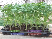 Rasaduri de rosii pentru solar si camp | Rasad legume ardei castraveti 