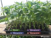 Rasaduri de rosii pentru solar si camp | Rasad legume ardei castraveti 