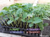 Rasaduri de rosii pentru solar si camp | Rasad legume ardei castraveti 