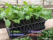 Rasaduri de rosii pentru solar si camp | Rasad legume ardei castraveti 