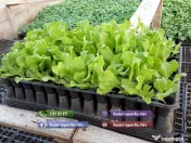 Rasaduri de rosii pentru solar si camp | Rasad legume ardei castraveti 