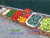 Rasaduri de rosii pentru solar si camp | Rasad legume ardei castraveti 