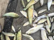 Puiet de peste pt populare iaz helesteu lac helesteu balta 