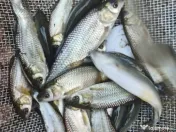 Puiet de peste pt populare iaz helesteu lac helesteu balta 