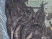 Puiet de peste pt populare iaz helesteu lac helesteu balta 