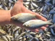 Puiet de peste pt populare iaz helesteu lac helesteu balta 