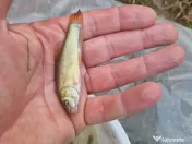 Puiet de peste pt populare iaz helesteu lac helesteu balta 