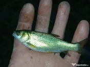 Puiet de peste pt populare iaz helesteu lac helesteu balta 