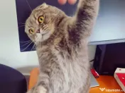 Zorro motan Scottish Fold 4 ani 