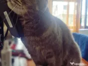 Zorro motan Scottish Fold 4 ani 