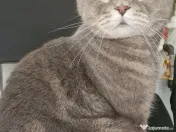 Zorro motan Scottish Fold 4 ani 