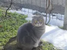 Zorro motan Scottish Fold 4 ani