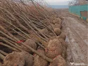 Mesteacan Tei platani 