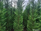 Mesteacan Tei platani 