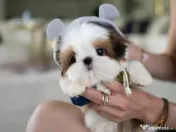 Shih Tzu mini talie de buzunar 