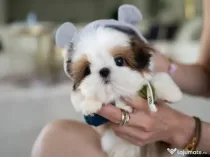 Shih Tzu mini talie de buzunar