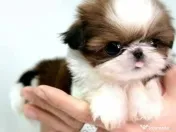 Shih Tzu mini talie de buzunar 