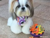 Shih Tzu mini talie de buzunar 