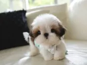 Shih Tzu mini talie de buzunar 