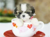 Shih Tzu mini talie de buzunar 