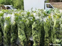 Plante ornamentale gazon rulou piatra