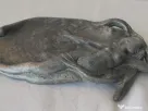 Obiect Decorativ Art Nouveau Nimfă,Vide-poche Metalic Antichitate, Colecție 20cm