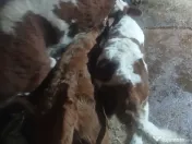 Vând 2 viței frumoși 