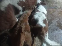 Vând 2 viței frumoși