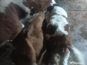 Vând 2 viței frumoși 