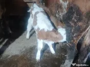 Vând 2 viței frumoși 