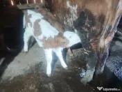 Vând 2 viței frumoși 